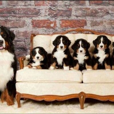 Tazty - Pes Delcalcos